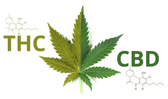 Clearing the Air: Does CBD Contain THC?